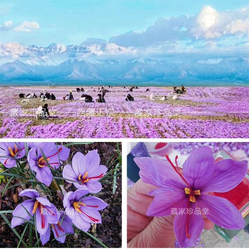 New100% Top Natural Chinese YunNan Saffron Dried Flower For Beauty Health DIY Soap Jewelry Wedding Candle Making Home Decoration
