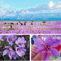 New100% Top Natural Chinese YunNan Saffron Dried Flower For Beauty Health DIY Soap Jewelry Wedding Candle Making Home Decoration